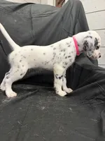 Hot Pink Female, a female Dalmatian for sale in Dallas, TX – 6 of 8