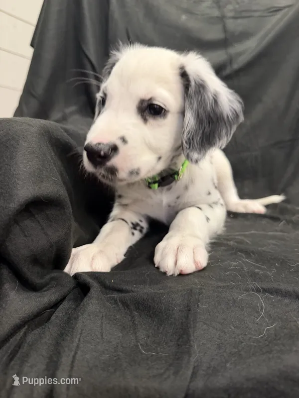 Lime Green Male – Dalmatian puppy for sale in Dallas, TX