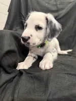 Lime Green Male, a male Dalmatian for sale in Dallas, TX – 1 of 8