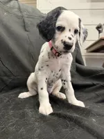 Light Pink Female, a female Dalmatian for sale in Dallas, TX – 2 of 8