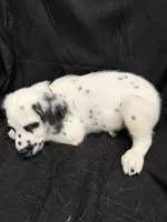 Red Male, a male Dalmatian for sale in Dallas, TX – 5 of 8