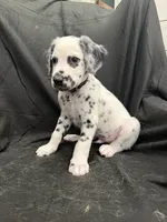 Black Male, a male Dalmatian for sale in Dallas, TX – 2 of 8