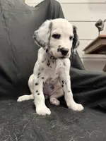 Light Purple Female, a female Dalmatian for sale in Dallas, TX – 6 of 8