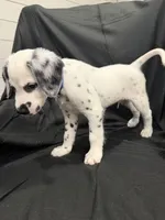 Blue Male, a male Dalmatian for sale in Dallas, TX – 8 of 8