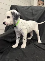 Lime Green Male, a male Dalmatian for sale in Dallas, TX – 3 of 8