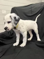 Yellow Female, a female Dalmatian for sale in Dallas, TX – 7 of 8