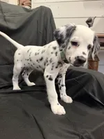 Mint Green Female, a female Dalmatian for sale in Dallas, TX – 3 of 7