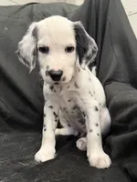 Light Purple Female, a female Dalmatian for sale in Dallas, TX – 8 of 8