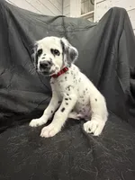 Red Male, a male Dalmatian for sale in Dallas, TX – 4 of 8