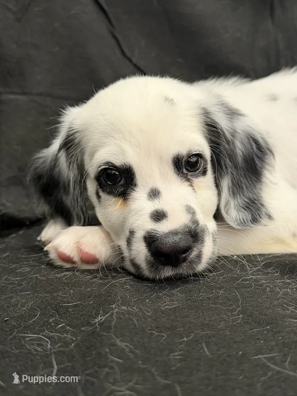 Red Male – Dalmatian puppy for sale in Dallas, TX