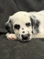 Red Male, a male Dalmatian for sale in Dallas, TX – 1 of 8