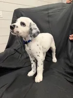 Blue Male, a male Dalmatian for sale in Dallas, TX – 6 of 8
