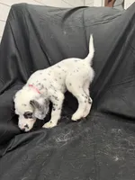 Hot Pink Female, a female Dalmatian for sale in Dallas, TX – 5 of 8