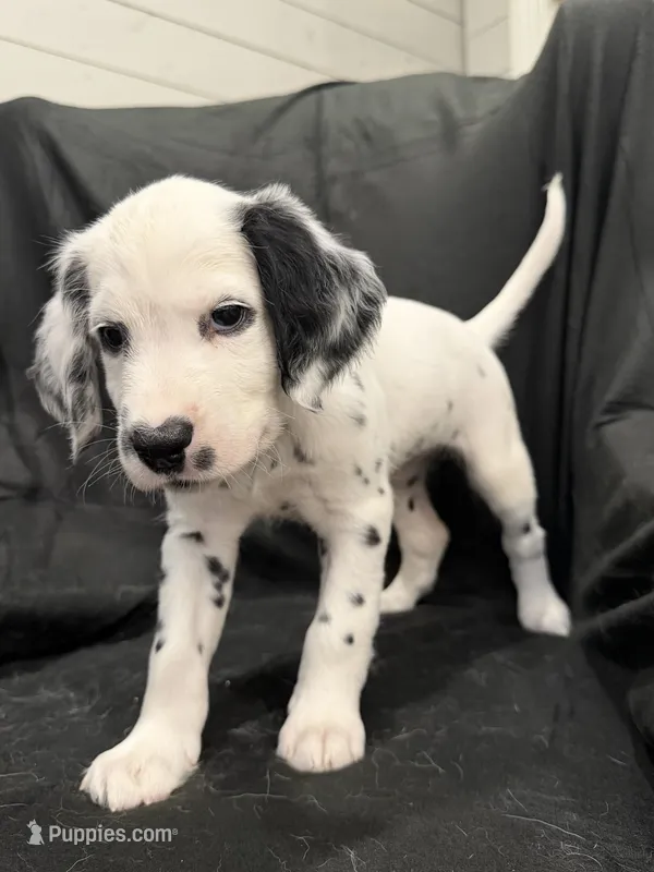 Light Purple Female – Dalmatian puppy for sale in Dallas, TX