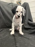Light Pink Female, a female Dalmatian for sale in Dallas, TX – 8 of 8
