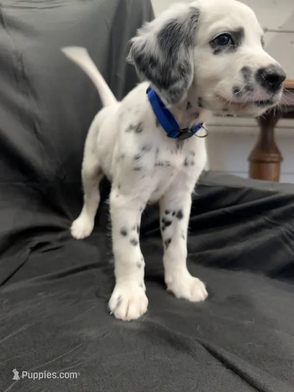 Blue Male – Dalmatian puppy for sale in Dallas, TX