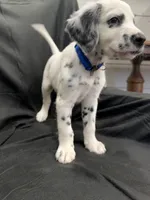 Blue Male, a male Dalmatian for sale in Dallas, TX – 1 of 8