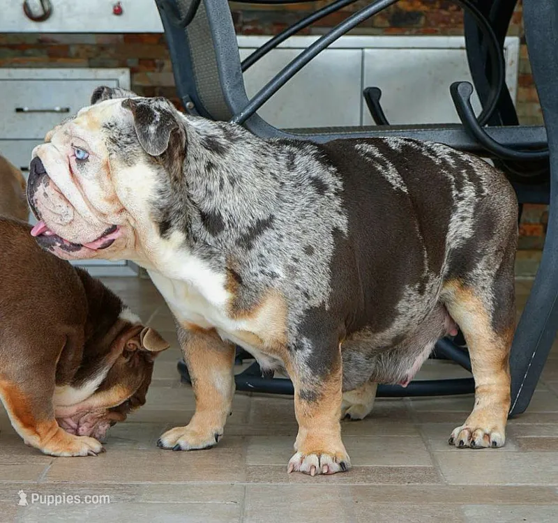 Tesla – English Bulldog puppy for sale in Miami Gardens, FL