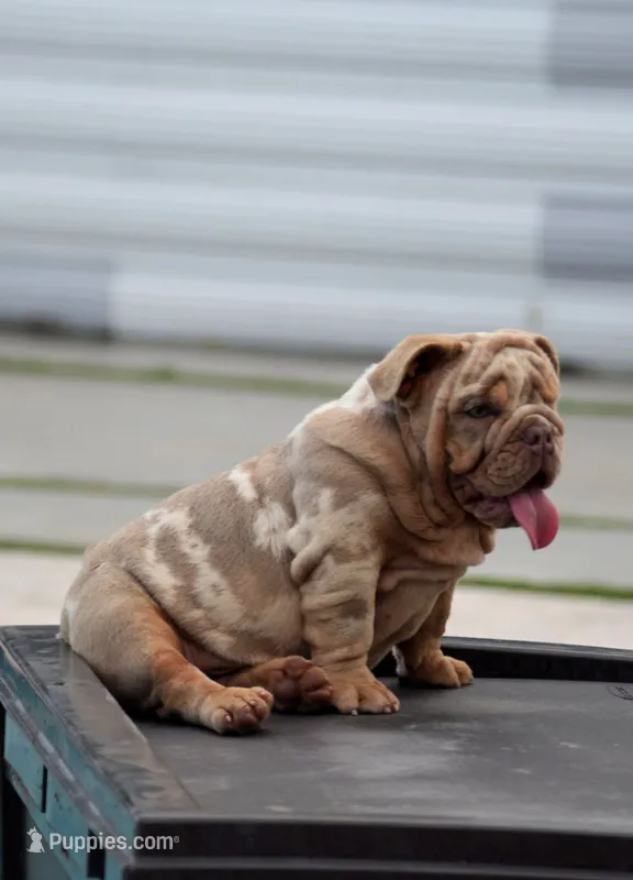 Max – English Bulldog puppy for sale in Miami Gardens, FL