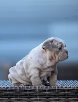 Madrid, a female English Bulldog for sale in Miami Gardens, FL – 3 of 4