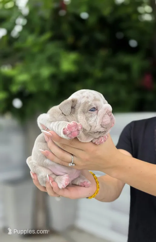 Jalapeño – English Bulldog puppy for sale in Miami Gardens, FL