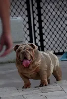 Max, a male English Bulldog for sale in Miami Gardens, FL – 7 of 7