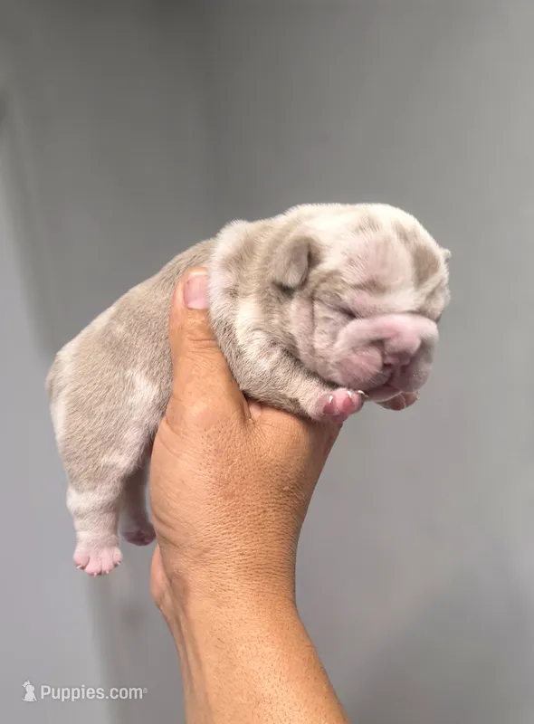 Jalapeño  – English Bulldog puppy for sale in Miami Gardens, FL