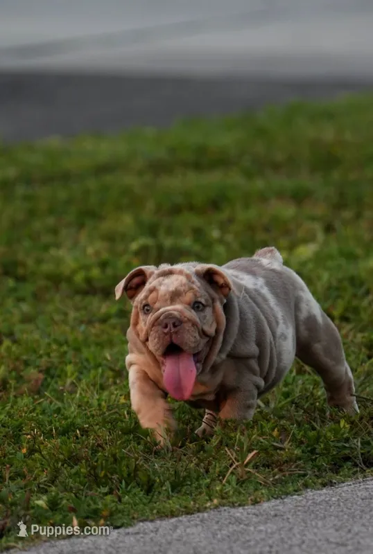 Toky – English Bulldog puppy for sale in Miami Gardens, FL
