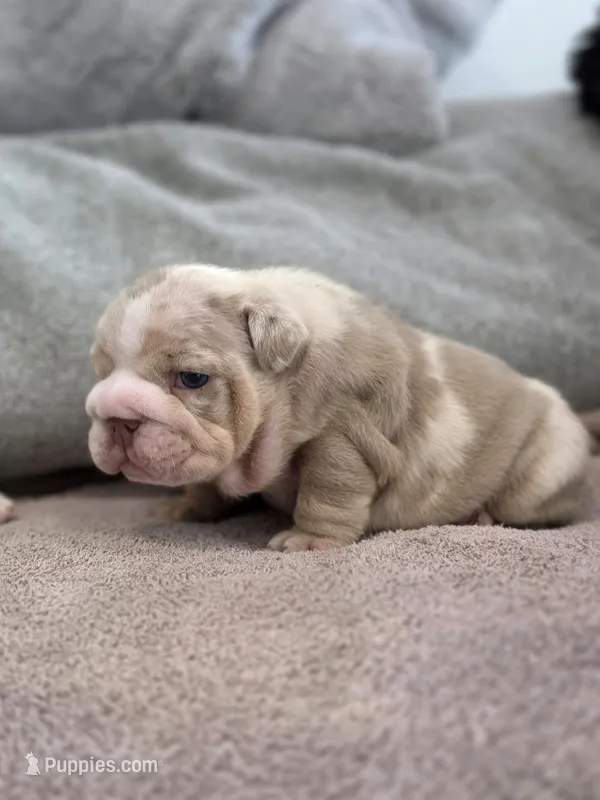 Tesla – English Bulldog puppy for sale in Miami Gardens, FL