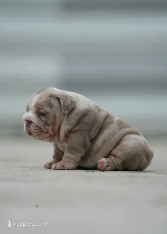 Tesla – English Bulldog puppy for sale in Miami Gardens, FL