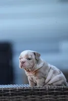 Madrid, a female English Bulldog for sale in Miami Gardens, FL – 4 of 4