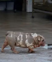 Max, a male English Bulldog for sale in Miami Gardens, FL – 4 of 7