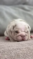 Tokio, a female English Bulldog for sale in Miami Gardens, FL – 2 of 2