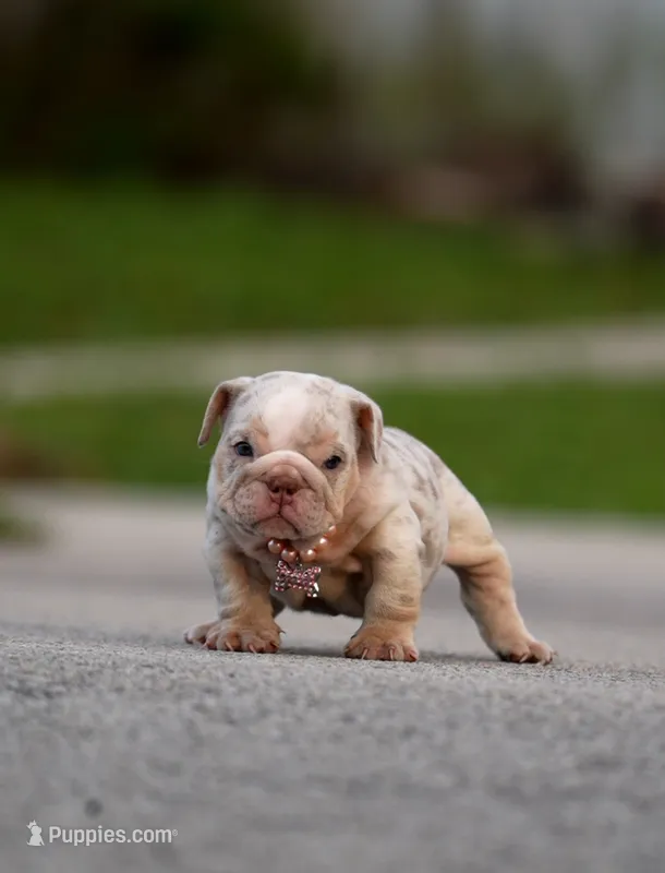 Gale – English Bulldog puppy for sale in Miami Gardens, FL