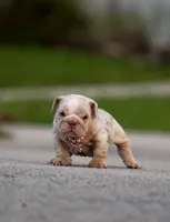 Gale, a female English Bulldog for sale in Miami Gardens, FL – 1 of 6