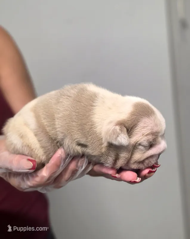 Tesla – English Bulldog puppy for sale in Miami Gardens, FL