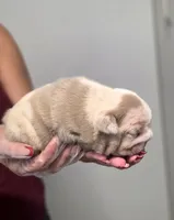 Tesla, a female English Bulldog for sale in Miami Gardens, FL – 1 of 4