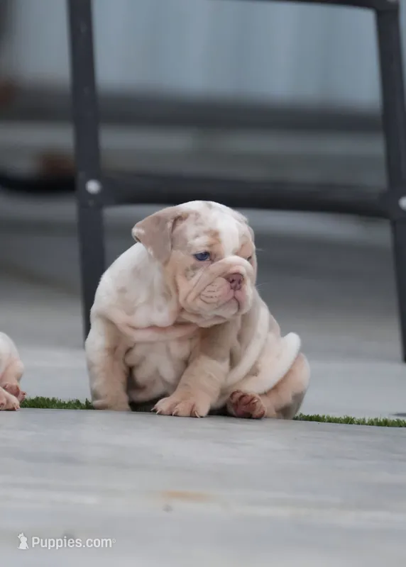 Madrid – English Bulldog puppy for sale in Miami Gardens, FL