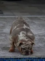 Max, a male English Bulldog for sale in Miami Gardens, FL – 5 of 7