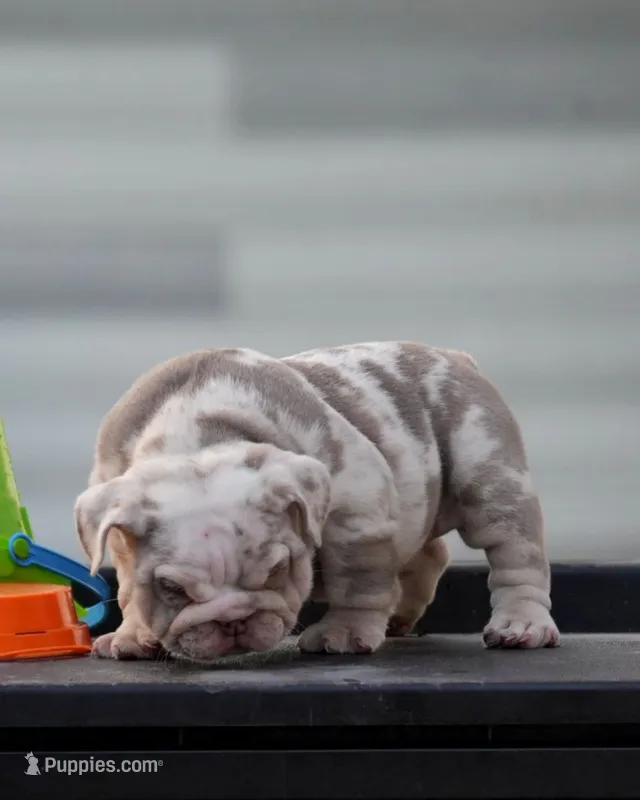 Tokio – English Bulldog puppy for sale in Miami Gardens, FL