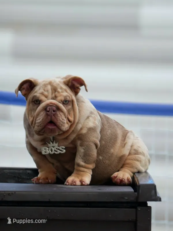 Jalapeño – English Bulldog puppy for sale in Miami Gardens, FL
