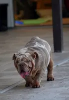 Max, a male English Bulldog for sale in Miami Gardens, FL – 6 of 7