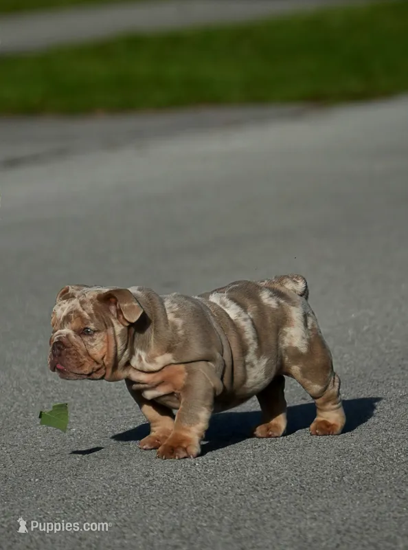 Toky – English Bulldog puppy for sale in Miami Gardens, FL