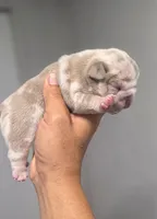 Jalapeño , a male English Bulldog for sale in Miami Gardens, FL – 2 of 3