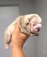 Tesla, a female English Bulldog for sale in Miami Gardens, FL – 2 of 4