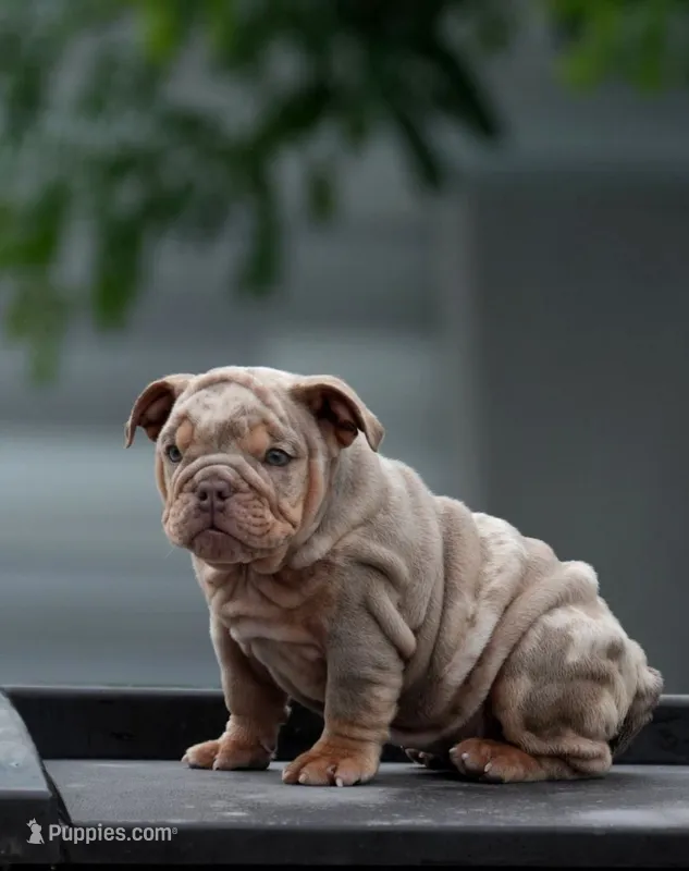 Toky – English Bulldog puppy for sale in Miami Gardens, FL