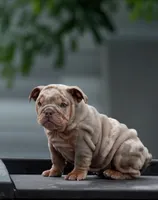 Toky, a male English Bulldog for sale in Miami Gardens, FL – 1 of 3