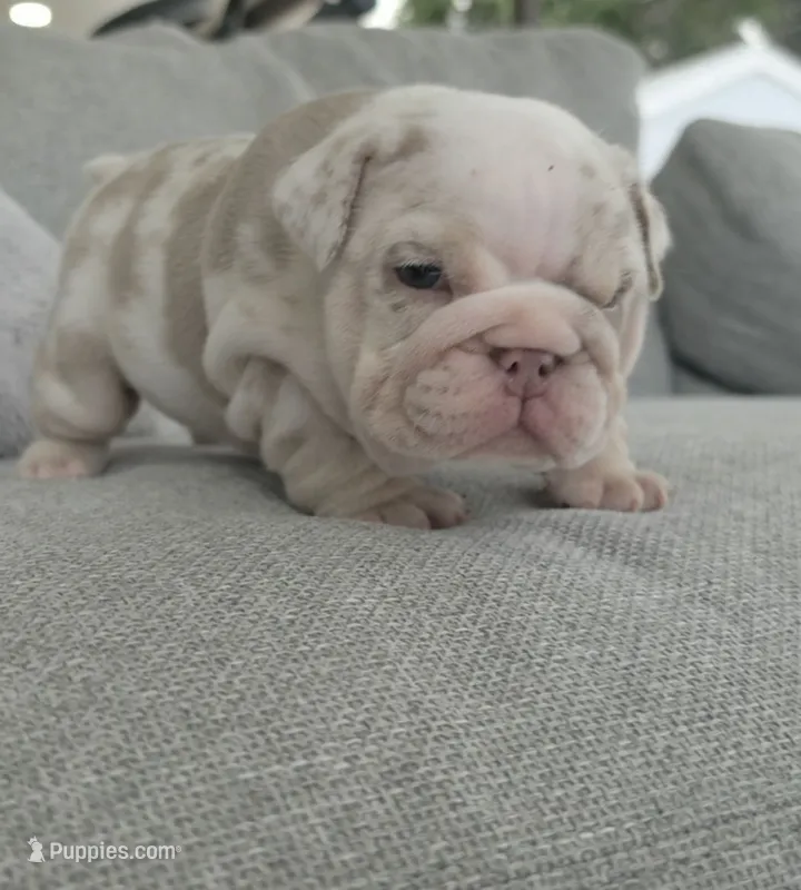 Tokio – English Bulldog puppy for sale in Miami Gardens, FL