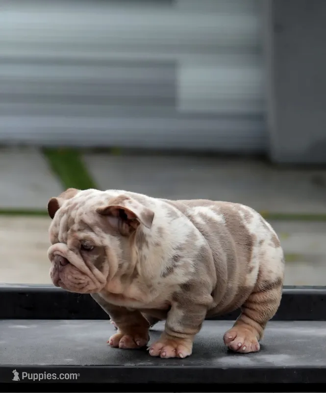Jalapeño – English Bulldog puppy for sale in Miami Gardens, FL