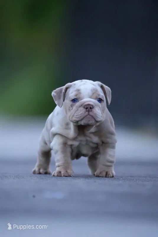 Madrid – English Bulldog puppy for sale in Miami Gardens, FL